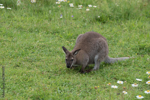 a red-necked wallaby in an outdoor park in midsummer