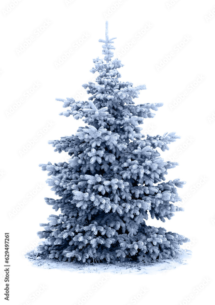 Spruce tree covered snow and hoarfrost on white background with space for text Spruce tree covered snow and hoarfrost on white background with space for text