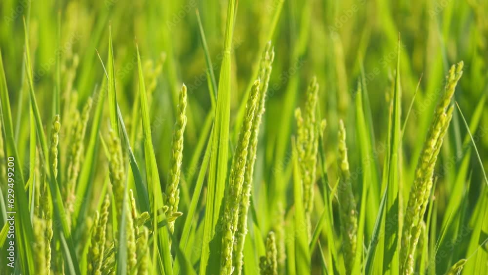 Closeup of ricefield full of paddy Closeup of ricefield full of paddy