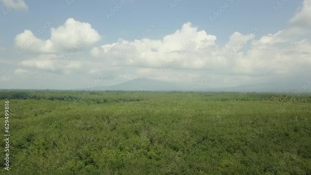 top-down view over lush green jungle rainforest canopy. Drone Aerial View. Bird's Eye View