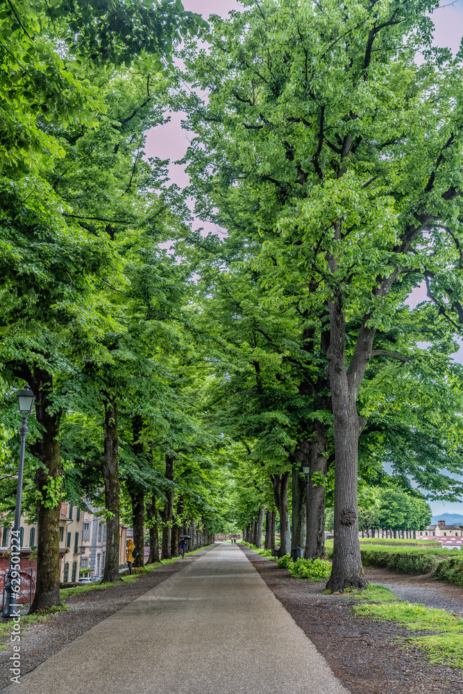 Walls around Tuscan city og Lucca in Italy