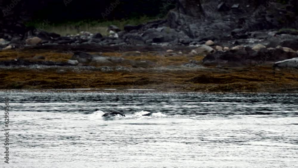 Humpback whale dives in the harbor with a last view of its fluke tail Humpback whale dives in the harbor with a last view of its fluke tail