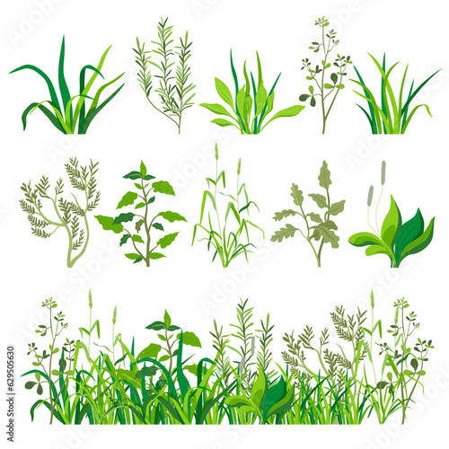 Herbs and grass, foliage and plants landscape