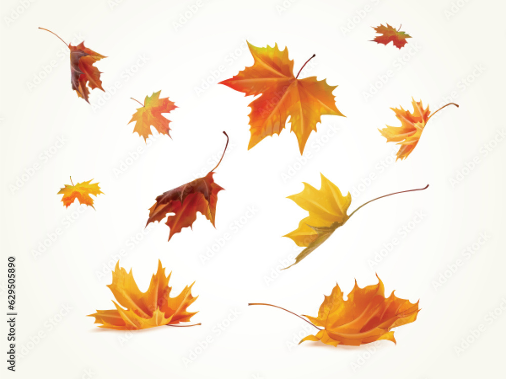 Realistic falling leaves. Autumn forest maple leaf in september season, flying orange foliage from tree on ground transparent background isolated template exact vector illustration Realistic falling leaves. Autumn forest maple leaf in september season, flying orange foliage from tree on ground transparent background isolated template exact vector illustration