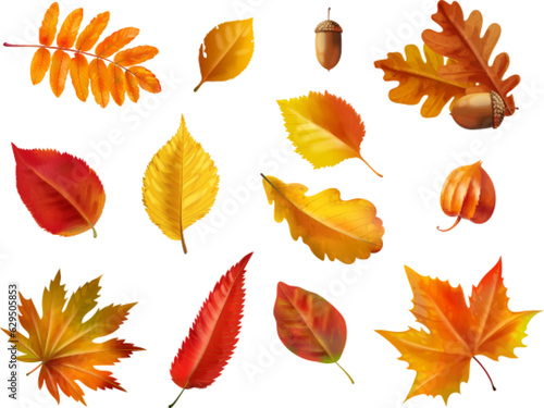 Realistic autumn foliage. Fall age leaves, yellow red isolated leaf dried brown foliage, maple oak leafs and acorn for nature november decoration, set 3d exact vector illustration