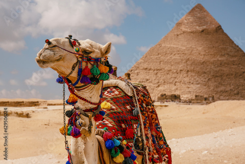Camel for tourists near the pyramid in Egypt 