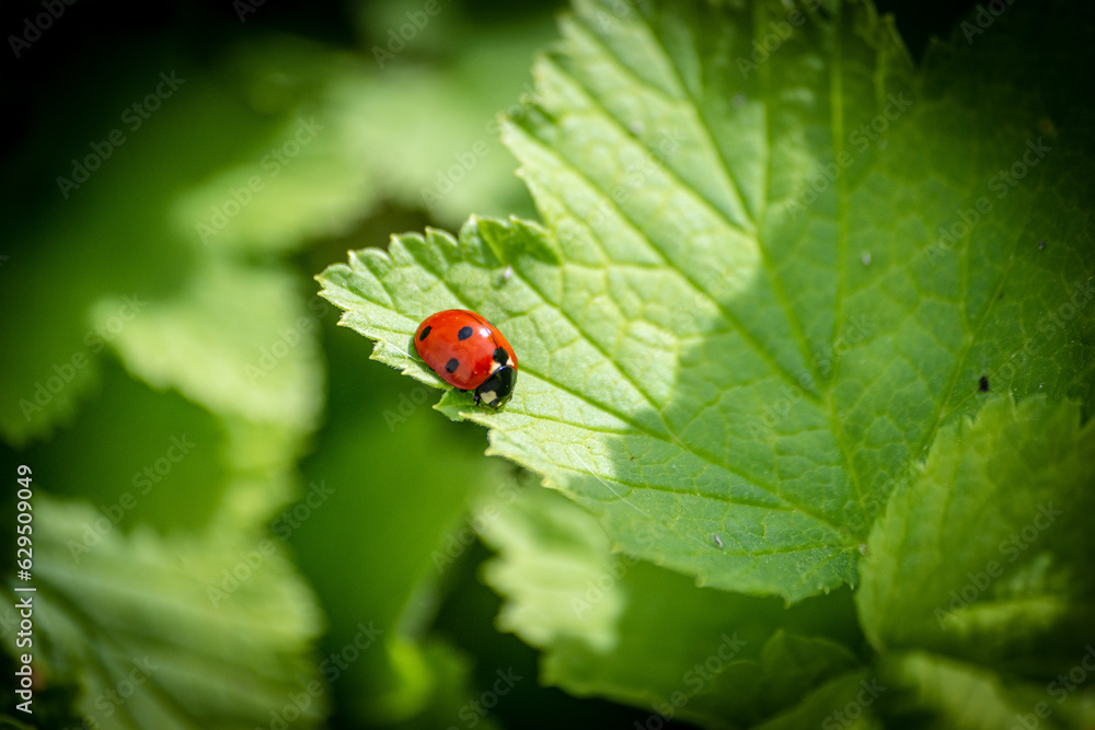 Naklejka premium Marienkäfer Macro