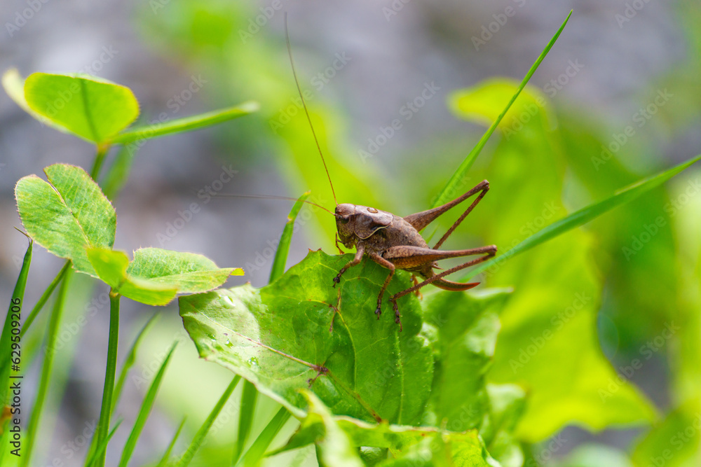 Heuschrecke auf Pflanze Heuschrecke auf Pflanze