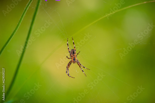 Wallpaper Mural Spinne Torontodigital.ca