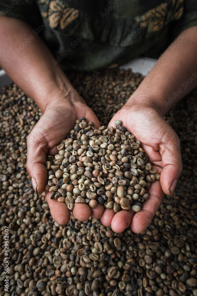 old woman's hand is doing manual selection of the best Arabica coffee beans selection in the sun at noon old woman's hand is doing manual selection of the best Arabica coffee beans selection in the sun at noon