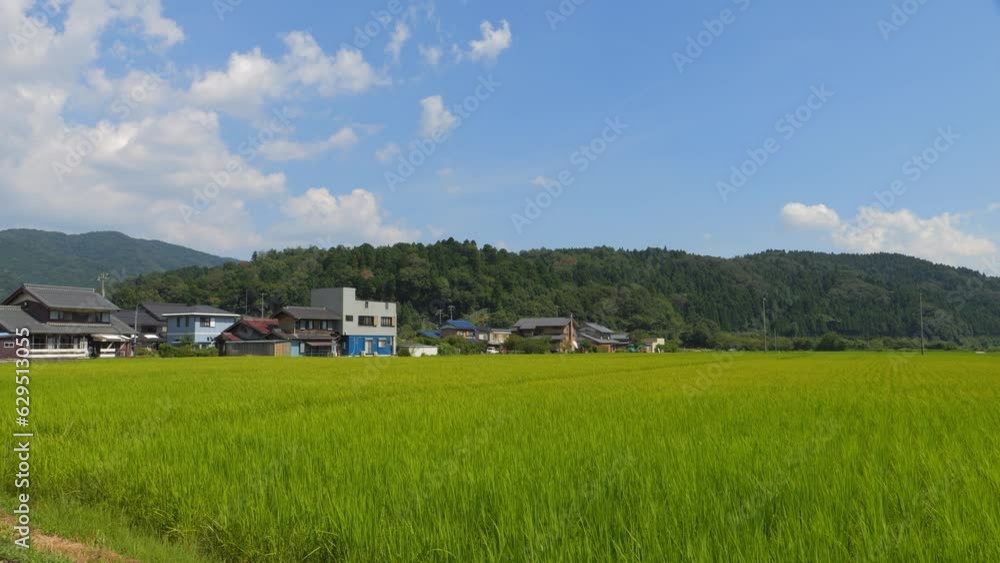 Beautiful green ricefield in countryside. Rice plantation. Rice agriculture. Beautiful green ricefield in countryside. Rice plantation. Rice agriculture.