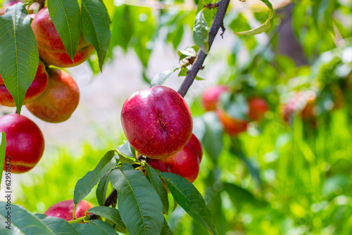 fresh nectarine peaches growing on branch