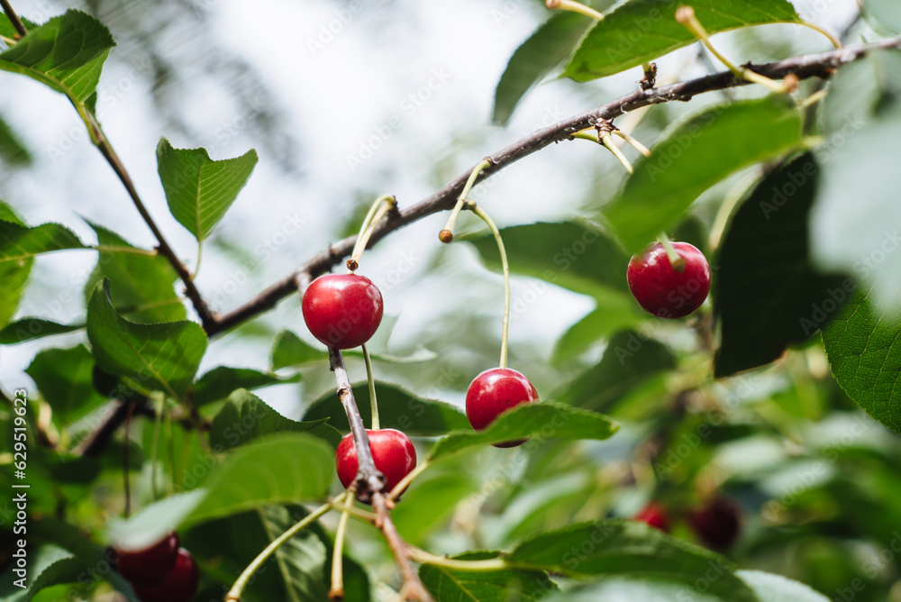 Red Cherries hanging on a cherry tree branch. Red and sweet cherries on a branch before harvest in early summer.