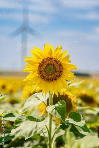 fleur de tournesol devant une   olienne