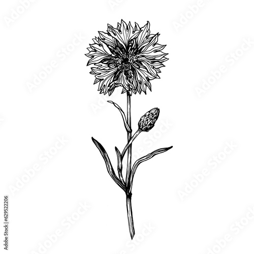 Closeup of cornflower flower  Centaurea cyanus  bachelor s button  knapweed or bluett .  Black and white outline illustration  hand drawn work isolated on white background