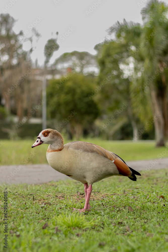 Duck in the park walking on grass Duck in the park walking on grass