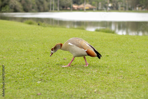 Duck in the park walking on grass (ID: 629524067)