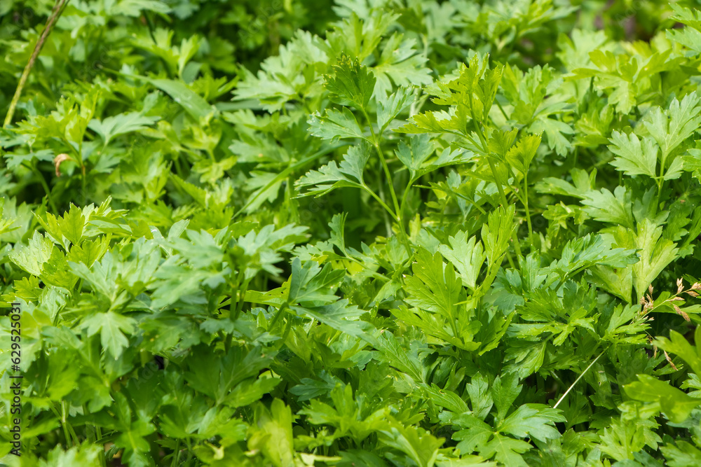 Green parsley in a garden. Close up Green parsley in a garden. Close up