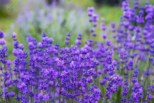Fototapeta Naklejka Na Ścianę i Meble -  Beautiful colors purple lavender fields near Valensole, Provence in France