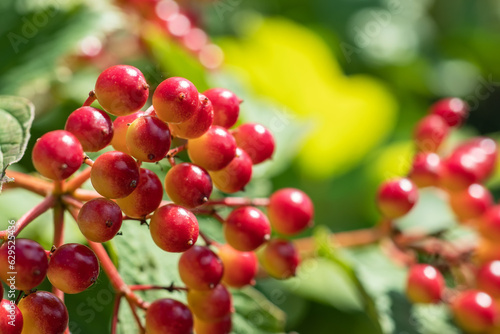 Ripening fruits of viburnum vulgaris. Guelder rose viburnum opulus berries and leaves in the summer outdoors.