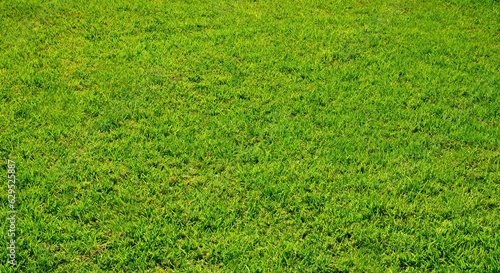 Green grass of a golf course as a natural texture background for design.Top view.Selective focus. 