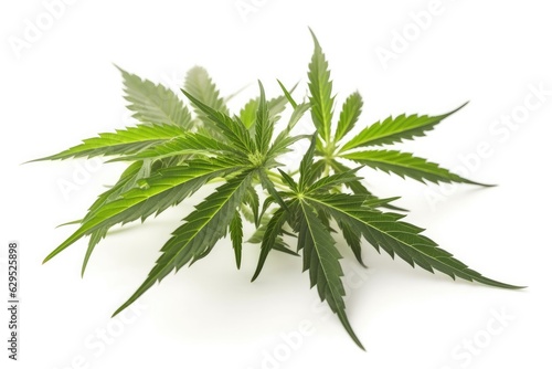 Green leaves of medical cannabis on a white background