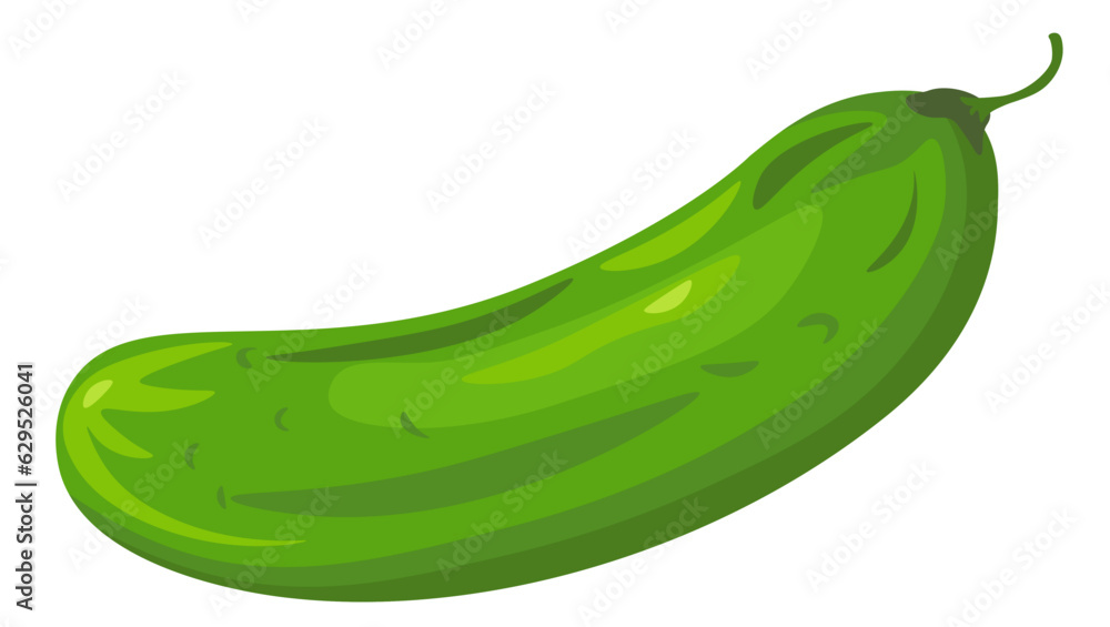 Fresh cucumber, organic natural vegetable vector Fresh cucumber, organic natural vegetable vector