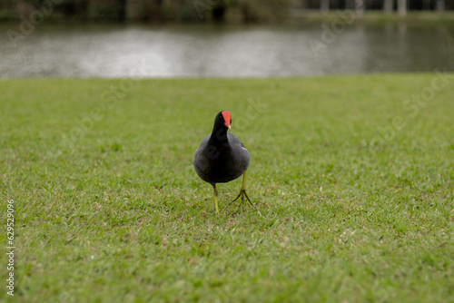 Moorhen walking on grass with pond behind - Parque Bacacheri, Curitiba - Paraná. Brazil (ID: 629529096)