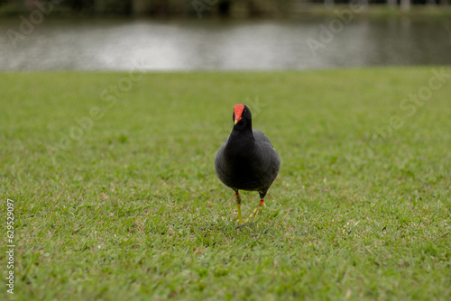 Moorhen walking on grass with pond behind - Parque Bacacheri, Curitiba - Paraná. Brazil (ID: 629529097)