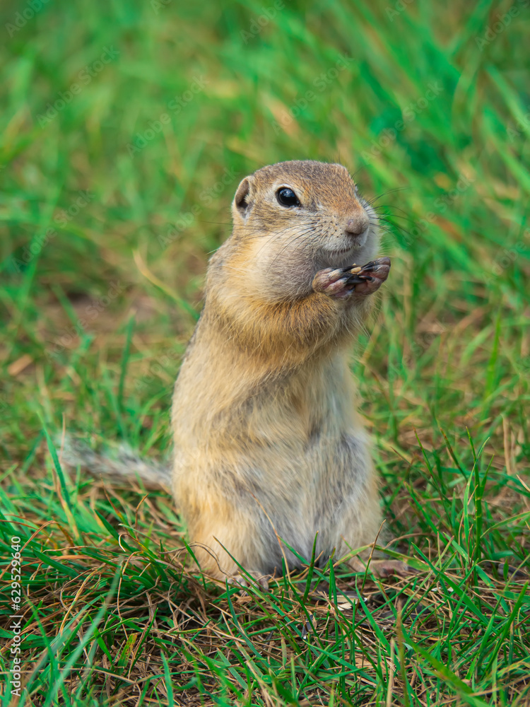 The prairie dog is smiling looking at a camera on a grassy field. Close-up The prairie dog is smiling looking at a camera on a grassy field. Close-up