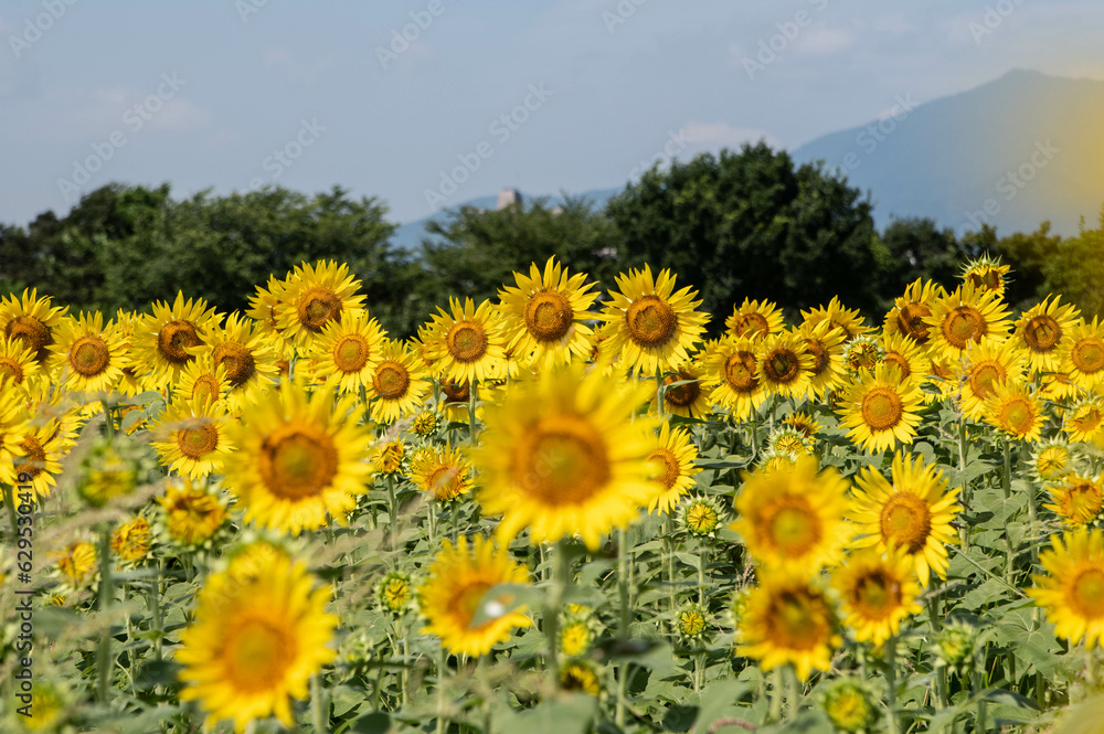 Fototapeta premium Sun Flower