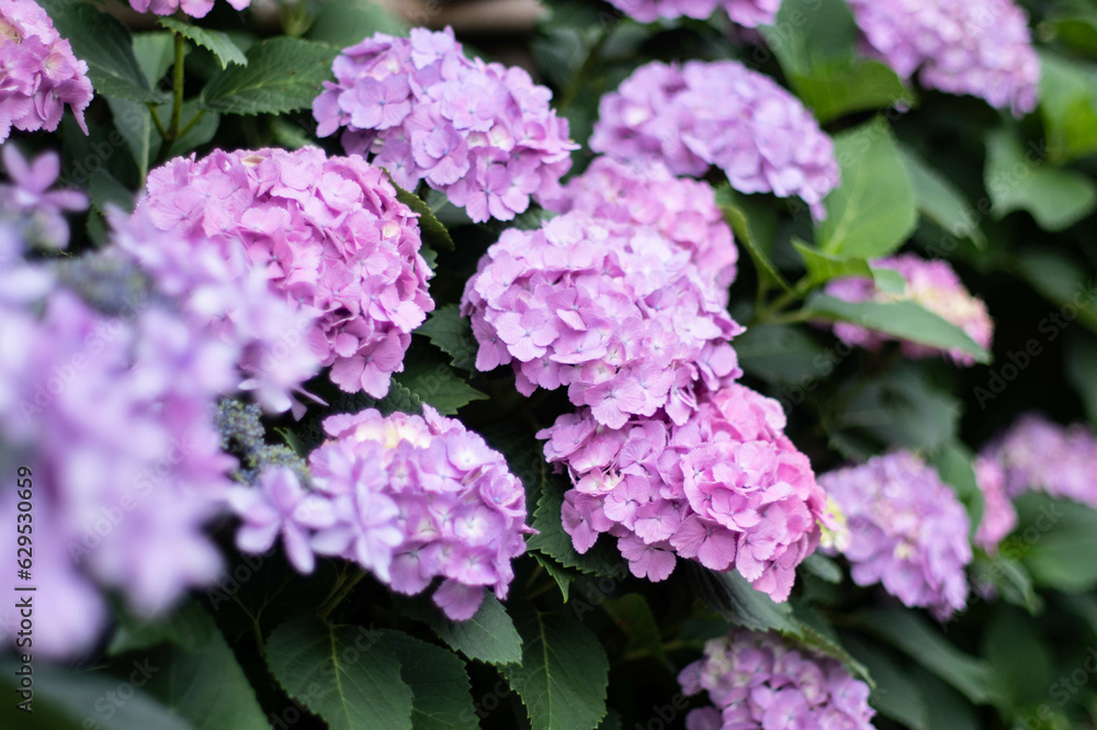hydrangea hydrangea