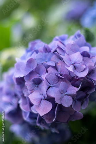 hydrangea