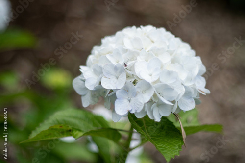hydrangea