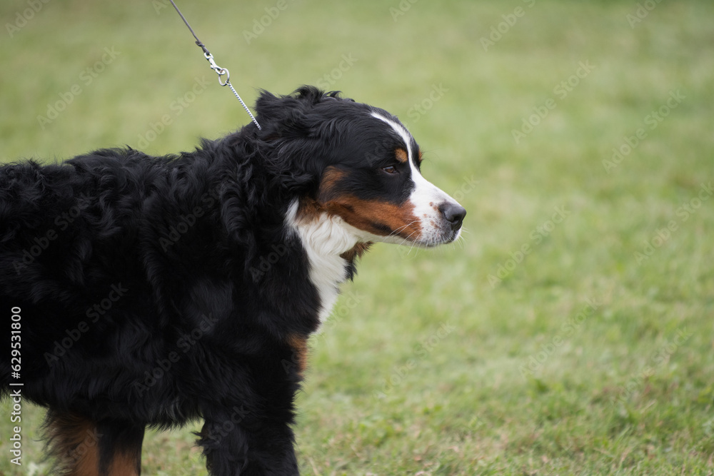 Bernese Mountain Dog in profile view against green grass background