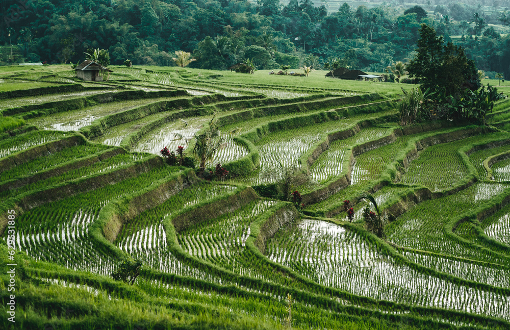 Top view of rice terrace with water. Landscape photo of rice plantation, balinese agriculture field