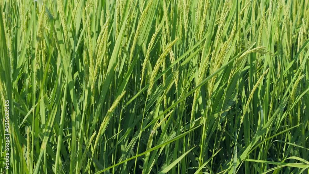 Closeup of ricefield full of paddy Closeup of ricefield full of paddy