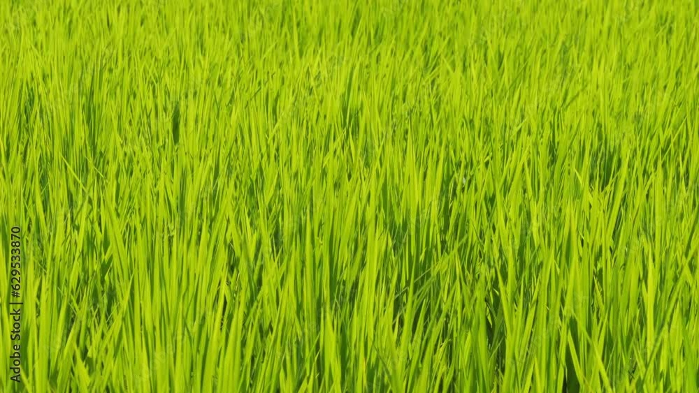 Closeup of ricefield full of paddy Closeup of ricefield full of paddy