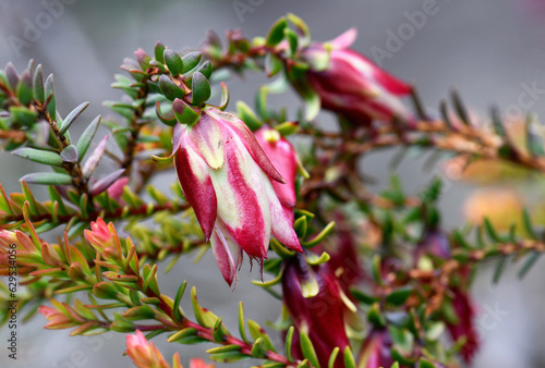 Closeup of red and white striped flower of the Australian native shrub Darwinia macrostegia hybrid Stripey, family Myrtaceae. Known as the Mondurup Bell. Endemic to Albany region in Western Australia. photo