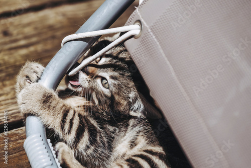Portrait d'un petit chaton tigré en train de jouer dehors © PicsArt