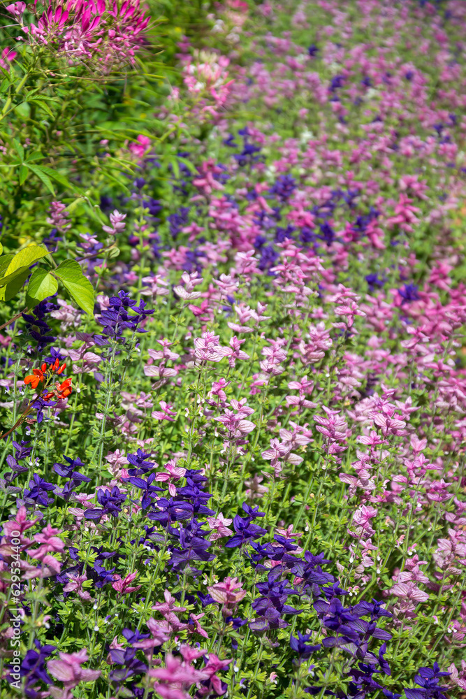 Dense thickets of clary sage and pink cleoma Dense thickets of clary sage and pink cleoma