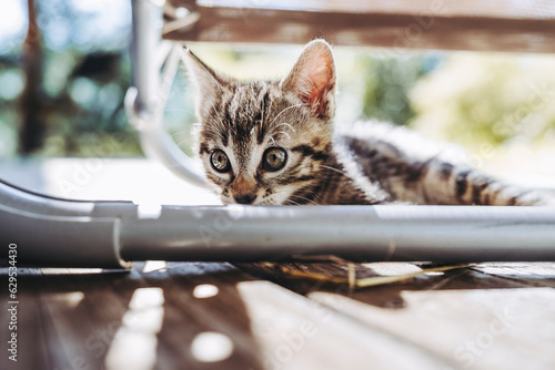 Portrait d'un petit chaton tigré en train de jouer dehors © PicsArt