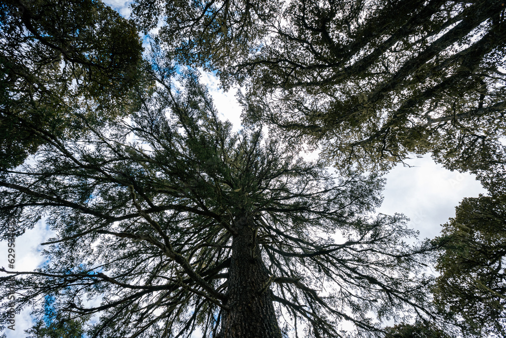 Fototapeta premium A huge pine tree trunk looking up in high altitude forest