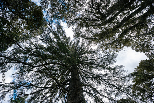 A huge pine tree trunk looking up in high altitude forest