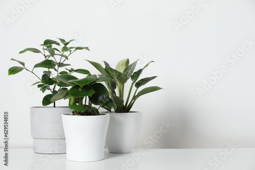 Many different houseplants in pots on chest of drawers near white wall, space for text © New Africa