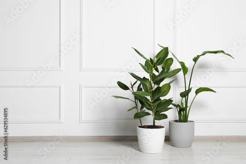 Different houseplants in pots on floor near white wall indoors, space for text