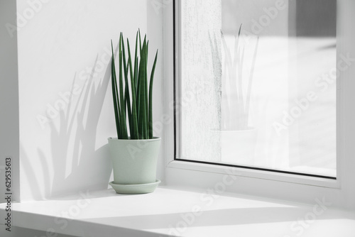 Canvas Print Beautiful potted sansevieria cylindrica plant on windowsill indoors