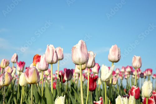 Beautiful colorful tulip flowers against blue sky