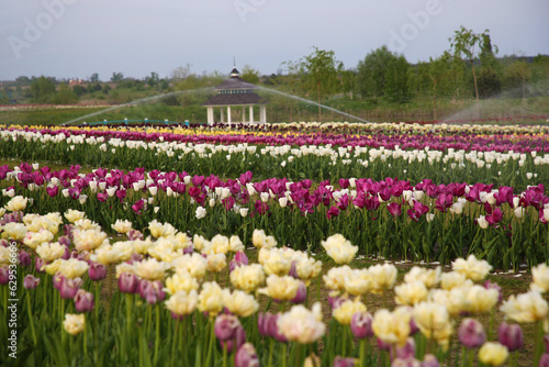 Beautiful colorful tulip flowers growing in field outdoors