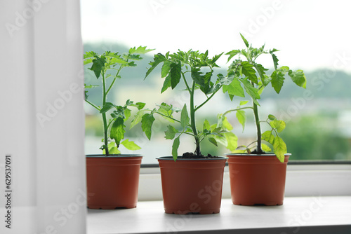 Different seedlings growing in plastic pots with soil on windowsill